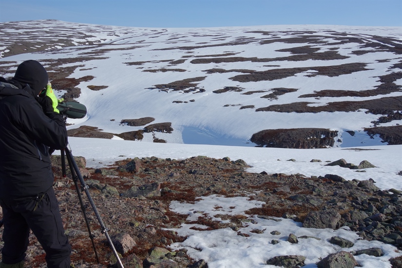 Vårfeltarbeid i Varanger